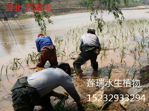 河北石家庄市河道水生植物工程